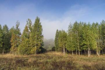 Autumn meadow. Bush.