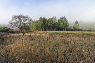 Autumn meadow. Bush.