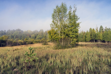 Obraz premium Autumn meadow. Bush.