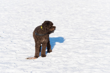 black dog in snow