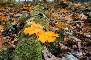 Autumn leaves lying on an old fallen tree.