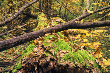 Autumn leaves lying on an old fallen tree.