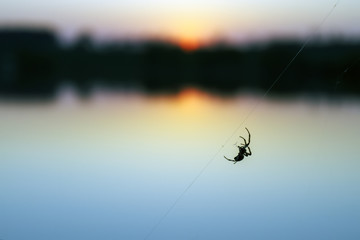 Silhouette of Spider on the background surface of the lake at sunset.