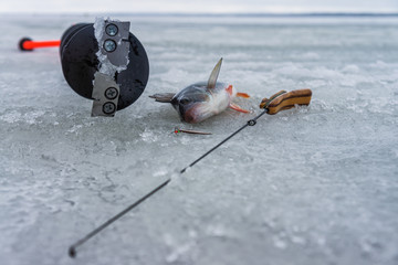 Perch caught on spoon fishing on ice.