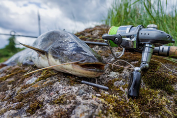 Catfish caught while fishing spinning rod.