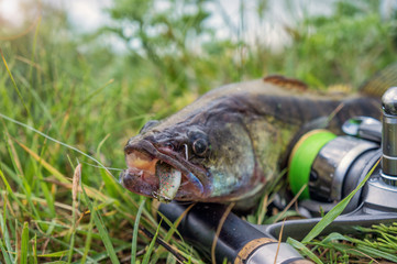 Zander caught fishing spinning rod.