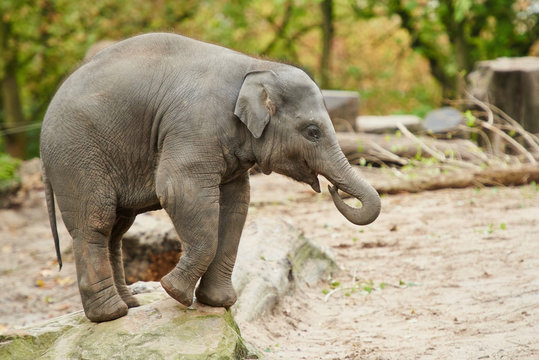 Young asian elephant