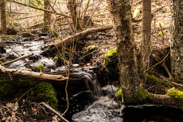 Forest  © Damian