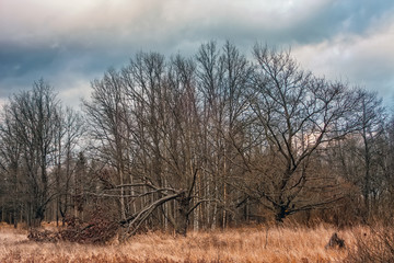 Broken tree. Old oaks in the autumn valley.