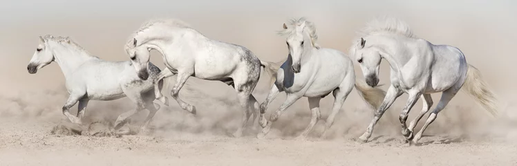 Schilderijen op glas Witte paardenkudde loopt in woestijnstof. Lichtpanorama voor web © callipso88
