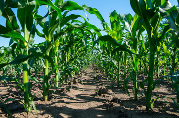 Young corn. Agriculture.