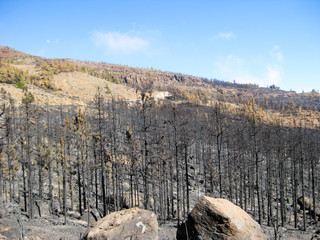 Burned forest