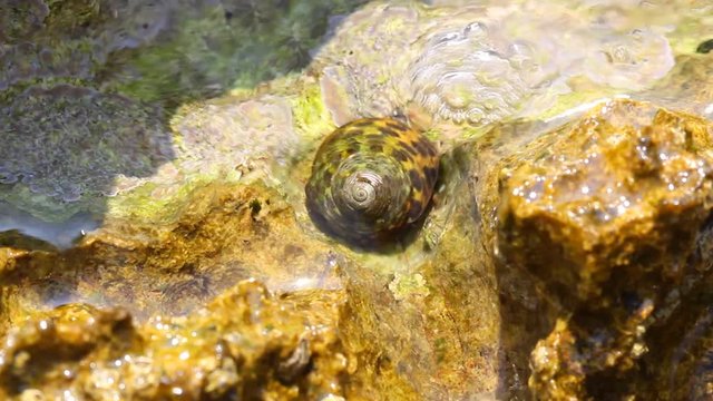 Clear water, rocks from the shore and snail moving. Sound of water and wind
