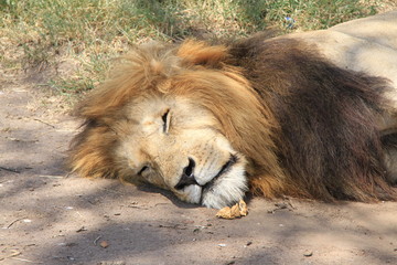 昼寝をするライオン