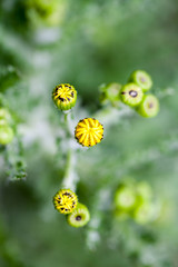 Wild, yellow flower buds with natural background