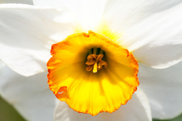 Beautiful daffodil with natural, green background