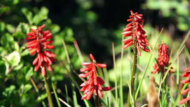 Red hot poker plants (Kniphofia) growing in a sunny English garden in summer. UK