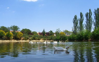 Beautiful ducks in the pond 3