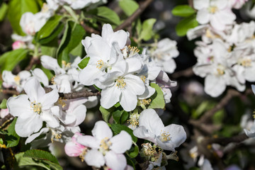 Spring blooming on apple tree branches