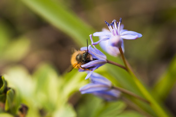 Blue bell (Scilla bifolia) plant with flowers and natural background