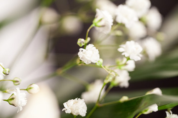 Gypsophila - plant with small white flowers, used for floral arrangements
