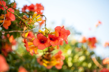 Campsis radicans - plant with flowers