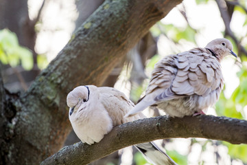 Mourning Doves (Zenaida macroura) on a linden tree branch