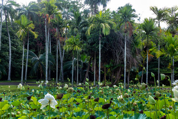Pamplemousses botanical garden, Mauritius