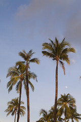 Naklejka premium Palm trees against the background of the sky