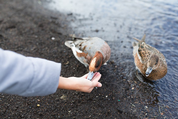 Woman feeding duck