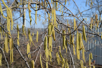 Obraz premium Flowering hazel hazelnut