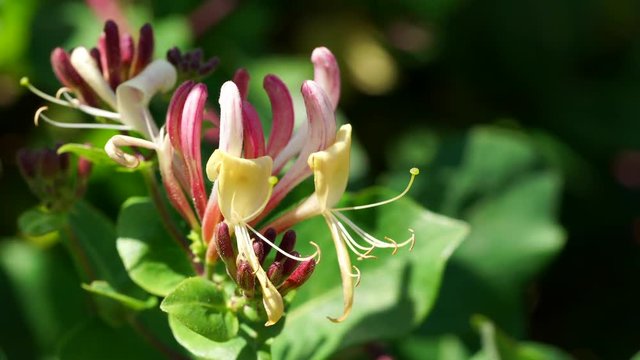 Honeysuckle blossom (Lonicera) blowing in a breeze in an English country garden. UK.
