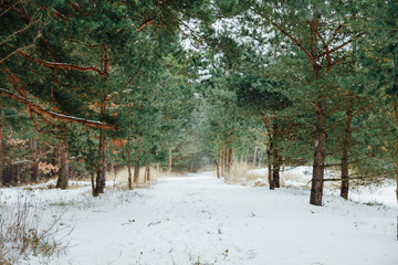 zimowy las sosnowy 
