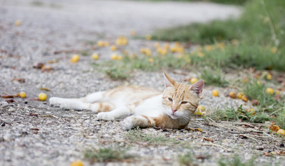 wild street cat
