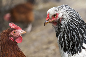 Hens in a free range farm.