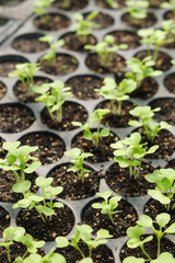 Fototapeta premium plant nursery