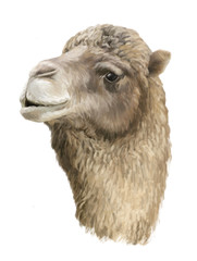 Cartoon artistic looking camel - illustration for children