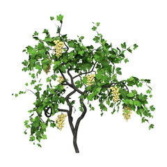 3D Rendering Grapevine on White