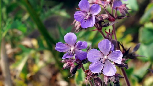 Geranium pratense flowers (Purple Haze), a hardy geranium in an English country garden. UK.