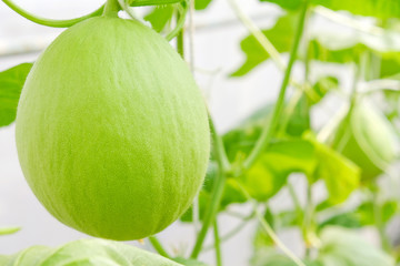 Melon or Cantaloupe fruit in plant nursery.