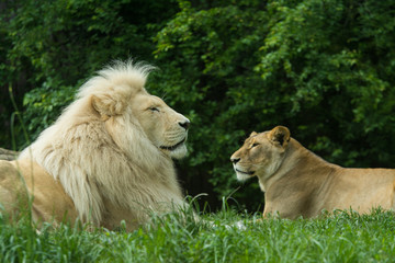 Obraz premium Pair of lions at rest