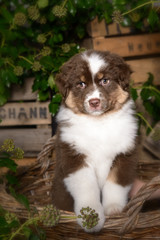 Obraz premium Ein süßer Australian Shepherd Welpe steht in einem Weidenkorb, die Pfoten auf den Rand gelegt, Blick in die Kamera, im Hintergrund Pflanzen und Holzkisten.
