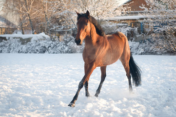 Fototapeta na wymiar Horse bay color portrait in winter