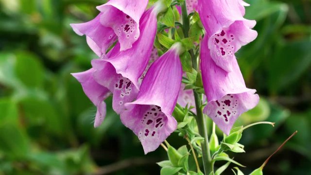 Pink Foxglove flowers (Digitalis) blowing in the breeze in an English country garden, UK.