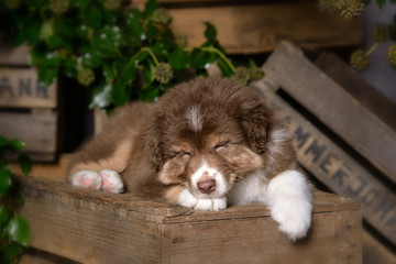 Ein süßer Australian Shepherd Welpe liegt schlafend auf einer Holzkiste den Kopf auf der Pfote abgelegt, im Hintergrund Pflanzen und Holzkisten.