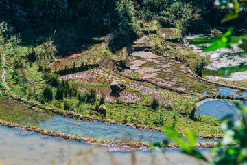 Honghe Hani Rice Terraces in Yunnan province, China. Recognized as World Heritage by UNESCO, Yuanyang (Yuan Yang) Cultural Landscape of Duoyishu. Laohuzui (the Tiger Mouth) scenic area.