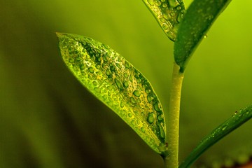 Fototapeta na wymiar Green plant leaves with dew.