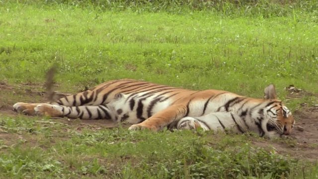 A tiger