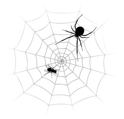 Spider with fly. 