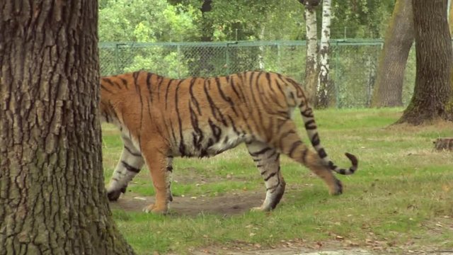A tiger